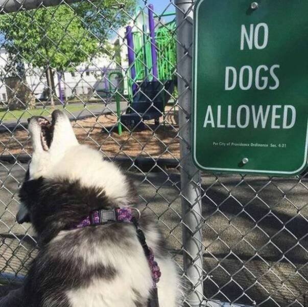 Funny Animals (46 pics)