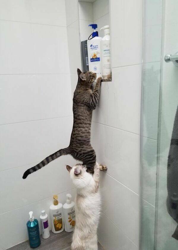 Funny Animals (46 pics)
