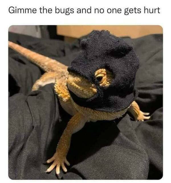 Funny Animals (46 pics)