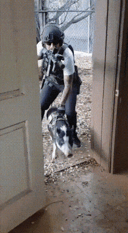 Funny Animals (46 pics)
