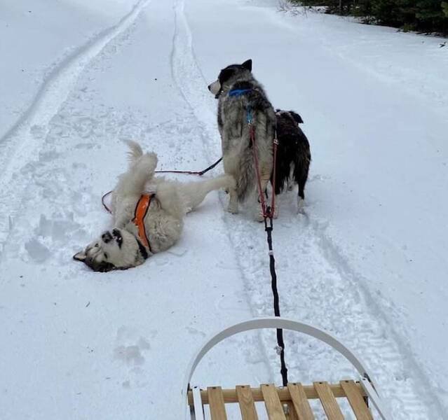 Funny Animals (46 pics)