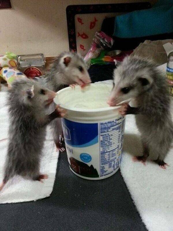 Funny Animals (46 pics)