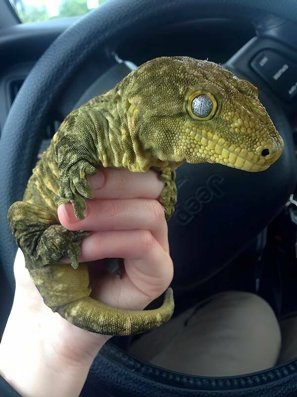 Funny Animals (46 pics)