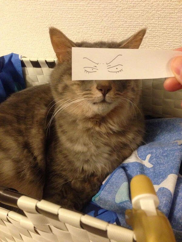Funny Animals (46 pics)
