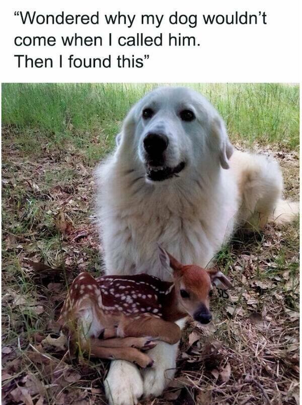 Funny Animals (46 pics)