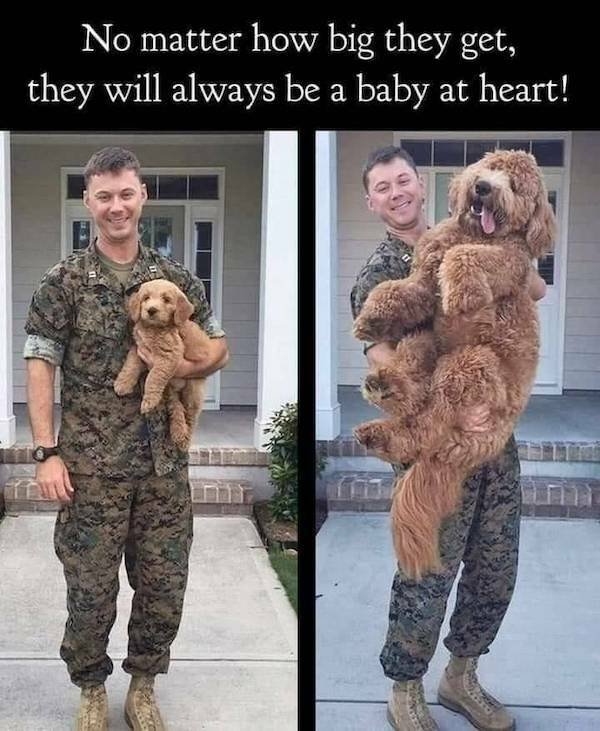 Funny Animals (46 pics)