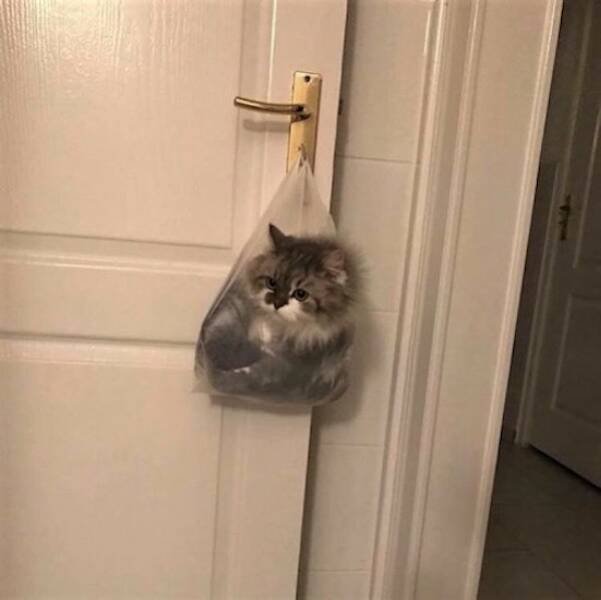 Funny Animals (46 pics)