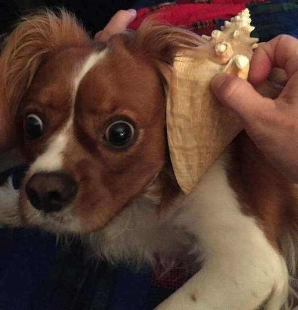 Funny Animals (46 pics)