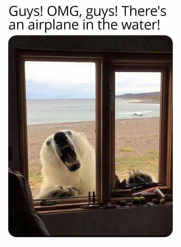 Funny Animals (46 pics)