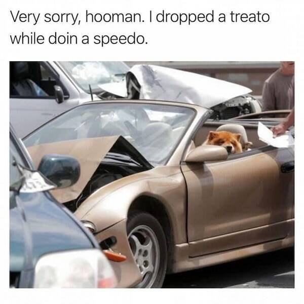 Funny Animals (46 pics)