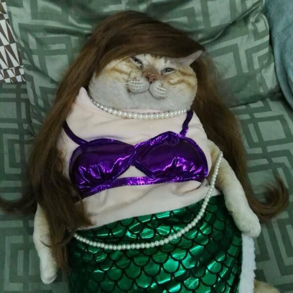 Funny Animals (46 pics)