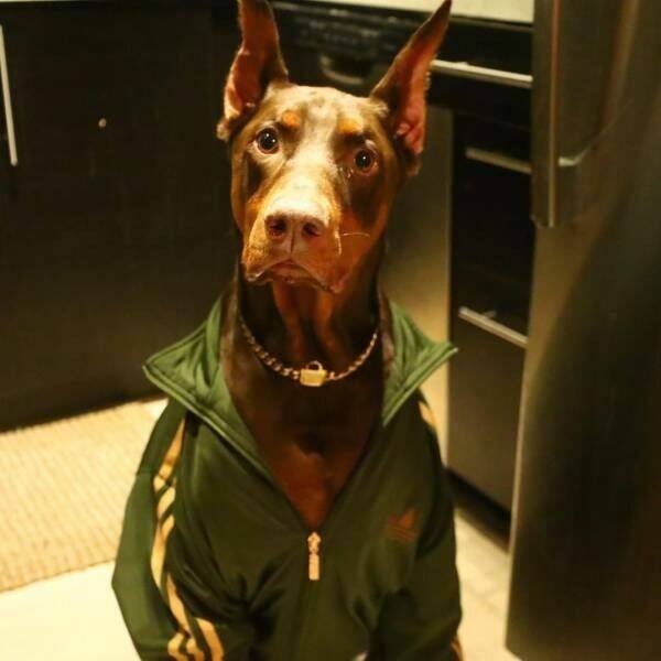 Funny Animals (46 pics)