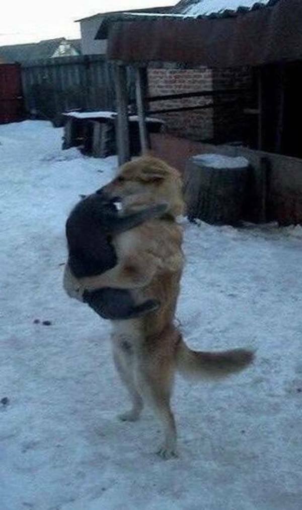 Funny Animals (46 pics)