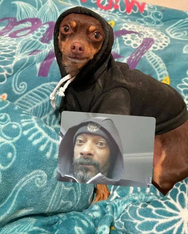 Funny Animals (46 pics)