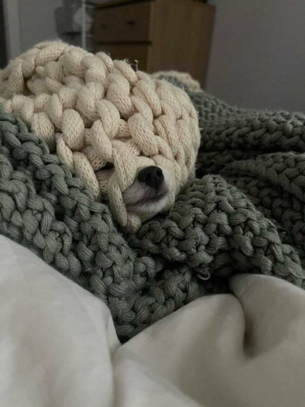 Funny Animals (46 pics)