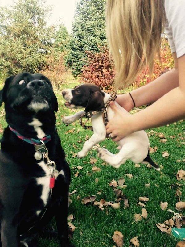 Funny Animals (46 pics)