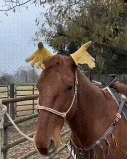 Funny Animals (46 pics)