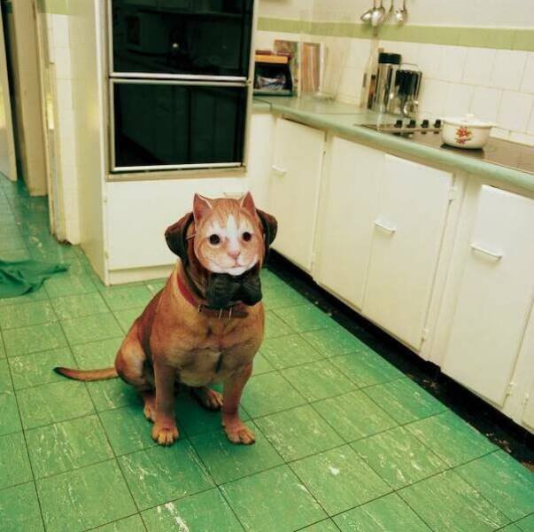 Funny Animals (46 pics)
