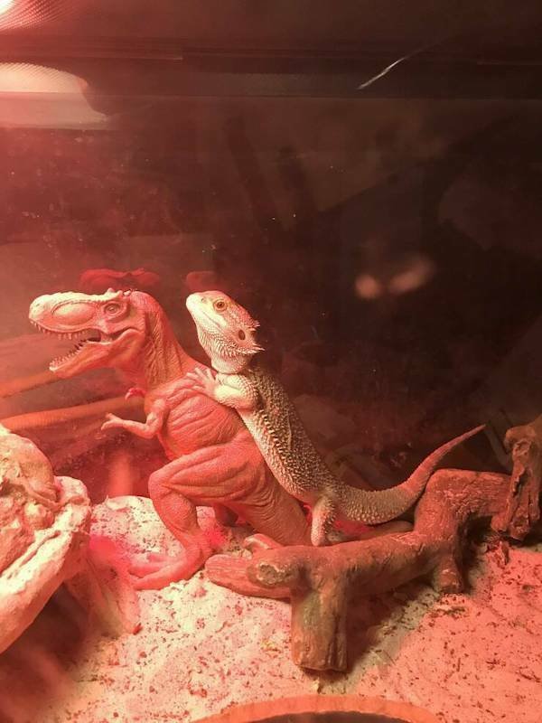 Funny Animals (46 pics)