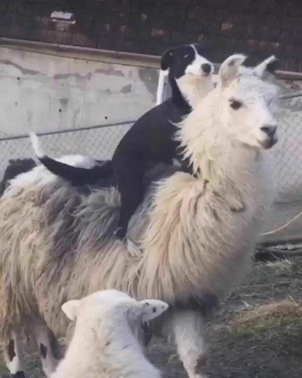 Funny Animals (46 pics)