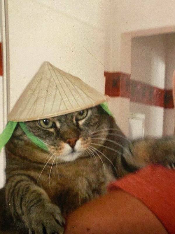 Funny Animals (46 pics)