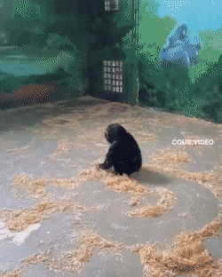 Funny Animals (46 pics)