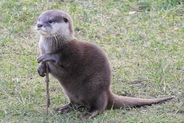 Funny Animals (46 pics)