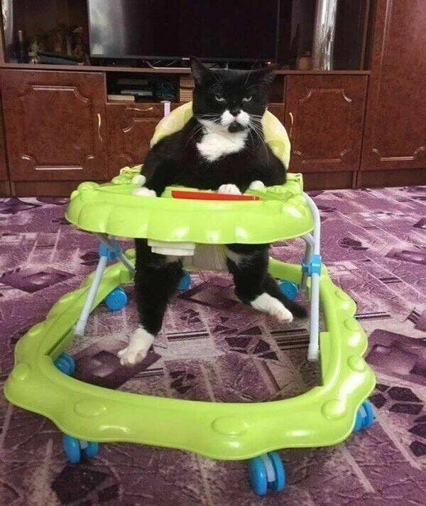 Funny Animals (46 pics)
