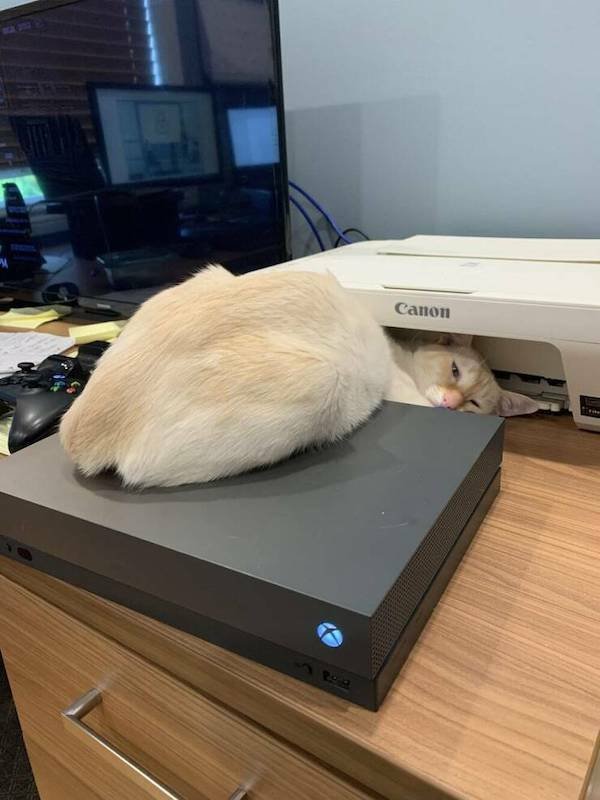 Funny Animals (46 pics)