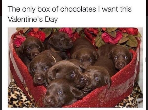 Funny Pictures And Memes For Valentine's Day (37 pics)