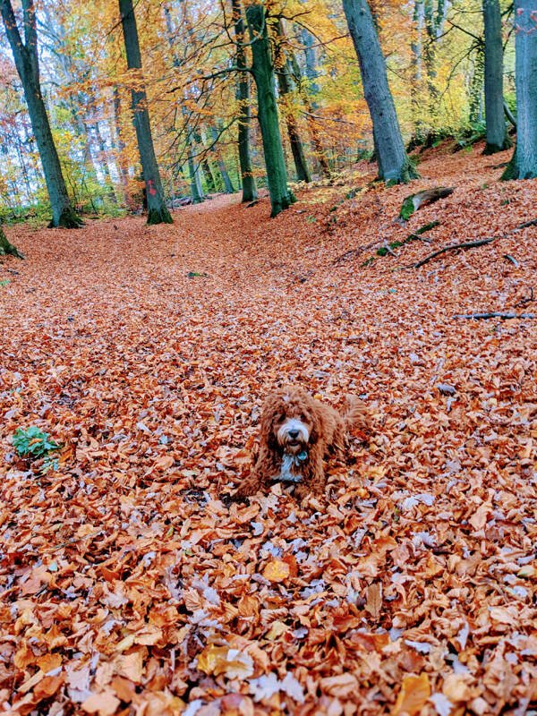 Accidental Camouflage (25 pics) Accidental Camouflage (25 pics)