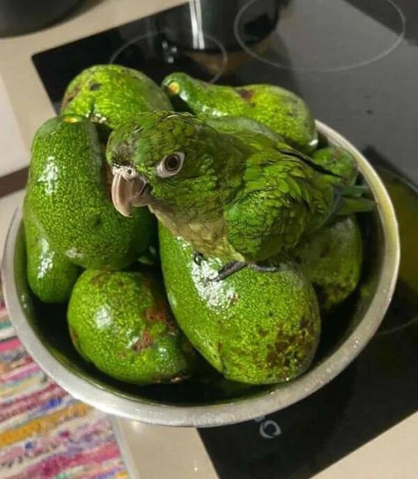 Accidental Camouflage (25 pics)