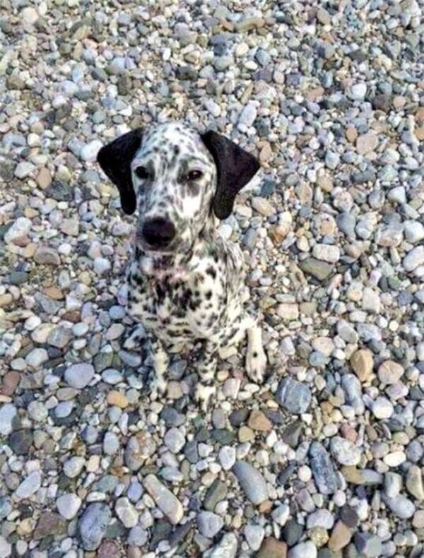 Accidental Camouflage (25 pics) Accidental Camouflage (25 pics)
