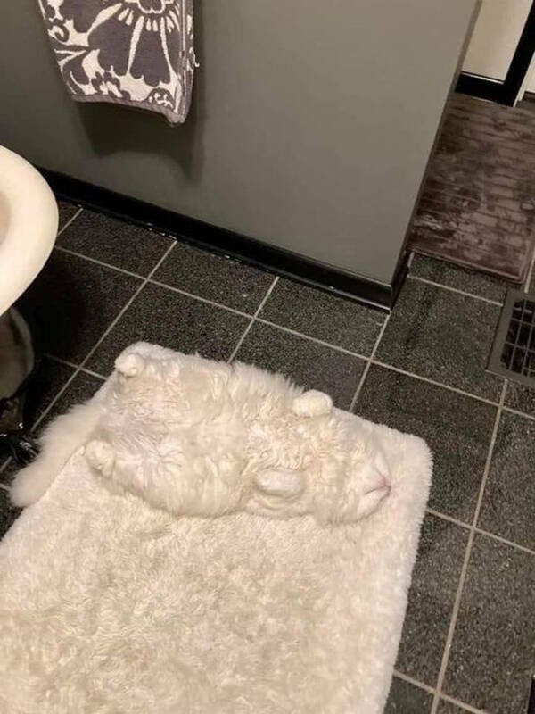 Accidental Camouflage (25 pics) Accidental Camouflage (25 pics)