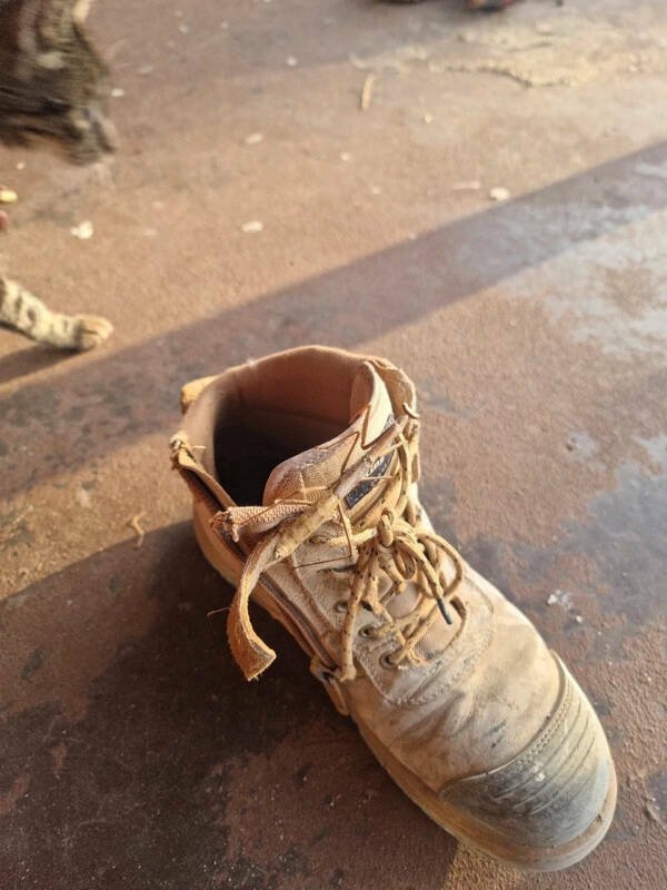 Accidental Camouflage (25 pics) Accidental Camouflage (25 pics)