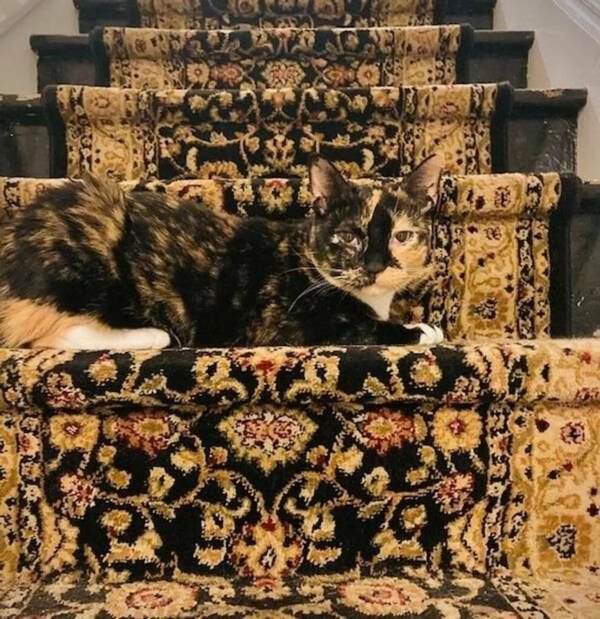 Accidental Camouflage (25 pics) Accidental Camouflage (25 pics)