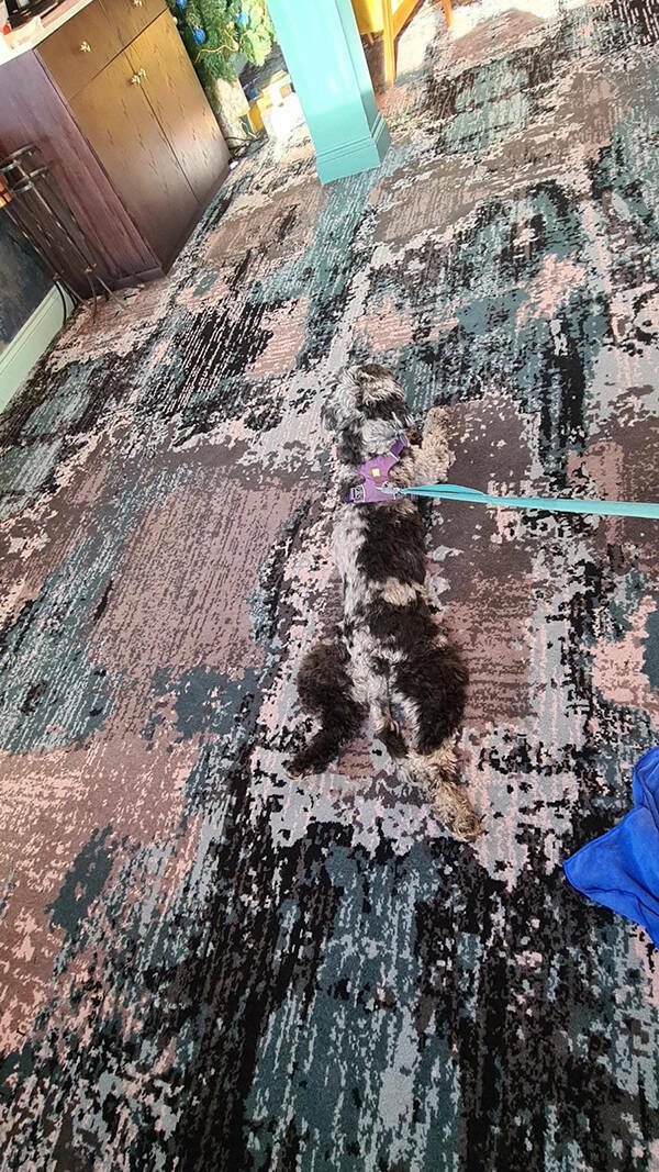 Accidental Camouflage (25 pics) Accidental Camouflage (25 pics)