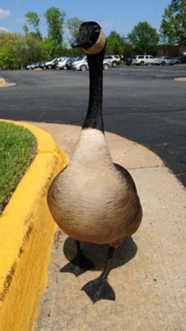 Accidental Camouflage (25 pics)