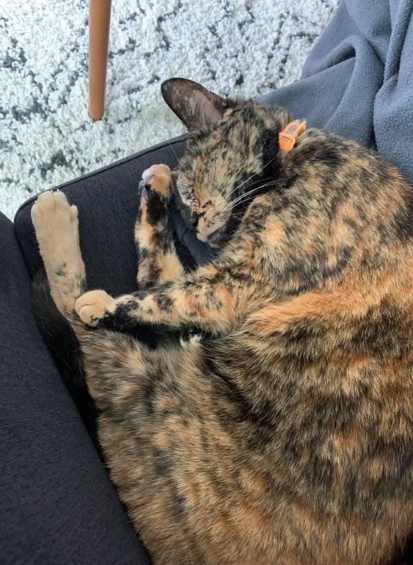 Cute Pets (38 pics)