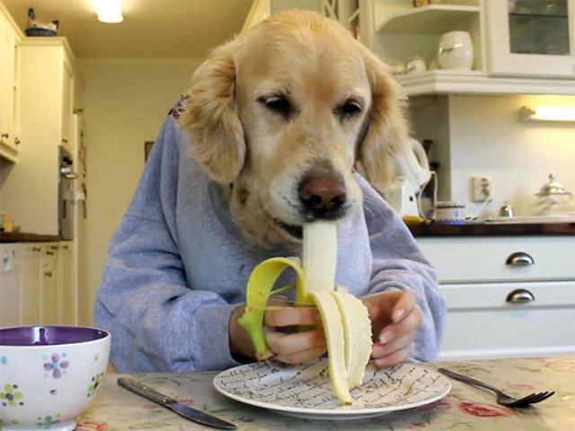 Funny Dogs (22 pics)