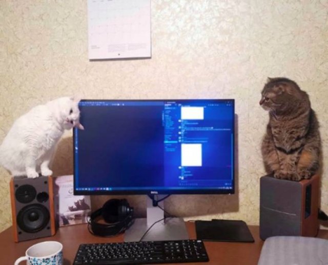Cute Pets (38 pics)