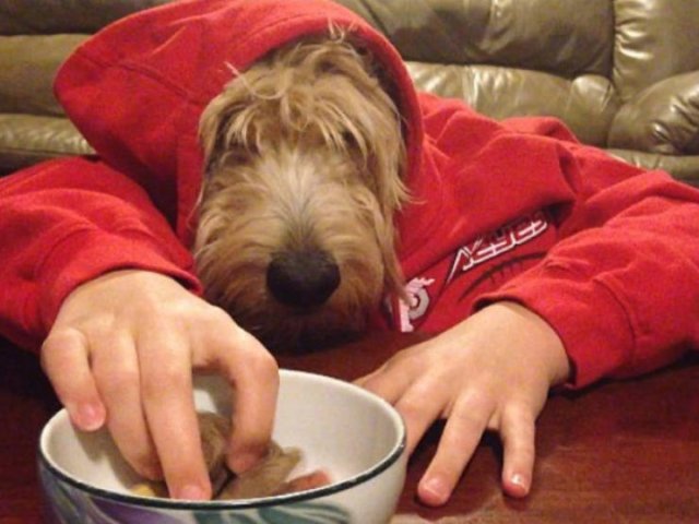 Funny Dogs (22 pics)