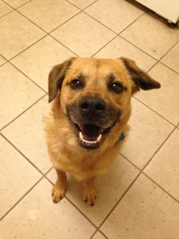Cute Pets (38 pics)