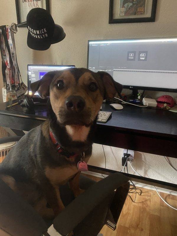 Cute Pets (38 pics)