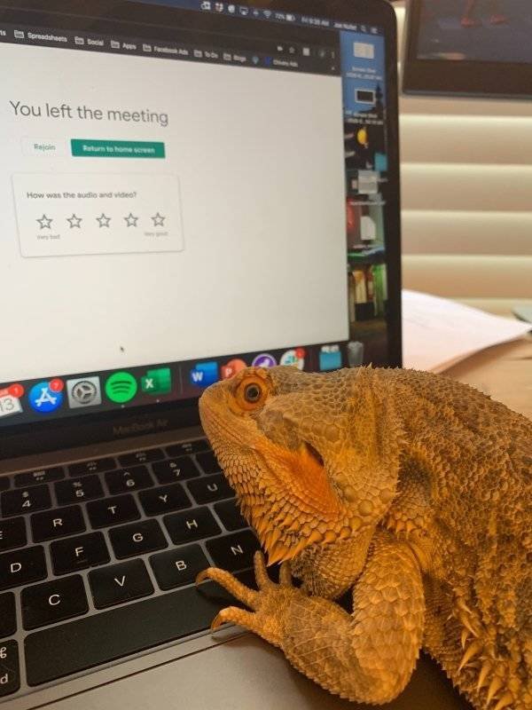 Cute Pets (38 pics)