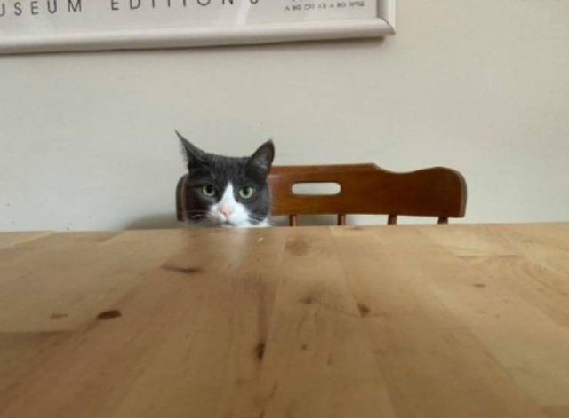Cute Pets (38 pics)