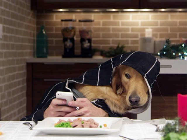 Funny Dogs (22 pics)
