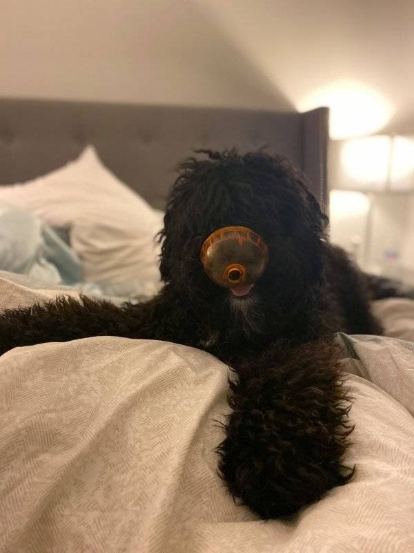 Cute Pets (38 pics)