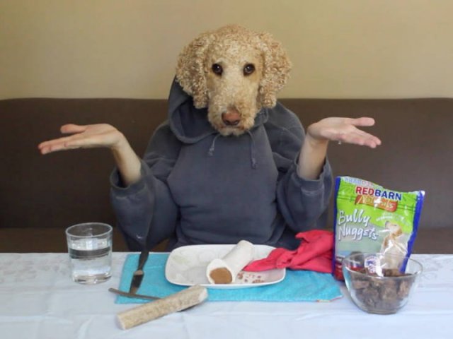 Funny Dogs (22 pics)