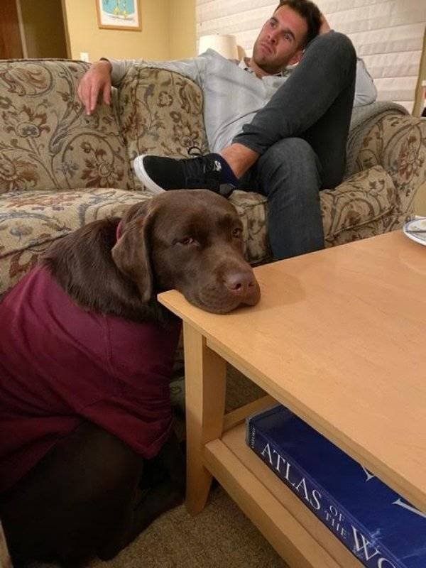 Cute Pets (38 pics)
